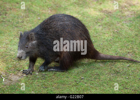 Desmarest's hutia (Capromys pilorides), noto anche come il cubano hutia presso lo Zoo di Praga, Repubblica Ceca. Foto Stock