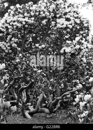 Twisted rhododendron albero con fiori bianchi a Langley Park Foto Stock