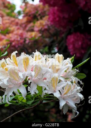 White Rododendri a Langley Park Foto Stock