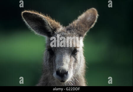 Ritratto di un Orientale Canguro grigio (Macropus giganteus) presso lo Zoo di Perth. Foto Stock