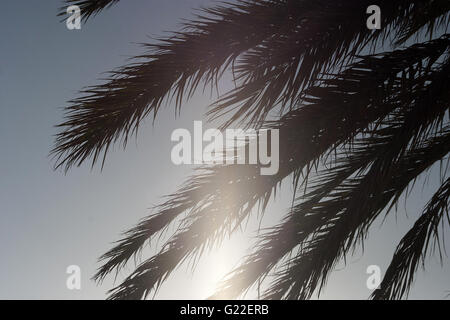 Una bella immagine poetica di Palm tree leafs contro un cielo luminoso nella città di Palma, Palma de Mallorca, Spagna, mare Foto Stock