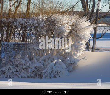 Inverno meteo, neve e neve derive nella mattina presto luce in Sag Harbor, NY Foto Stock