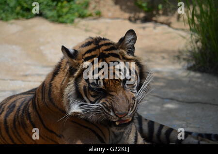 La tigre di Sumatra ringhiando Zoo di San Antonio San Antonio Texas USA Foto Stock