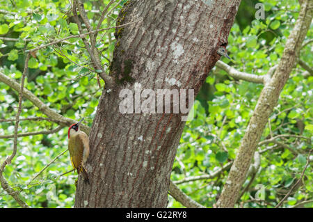 Picchio verde (Picus viridis) maschio e giovane sulla struttura di nesting Foto Stock