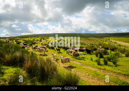 Pecore vicino alla parte superiore della Leach su mori sopra il Rossendale valley Lancashire Foto Stock