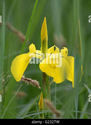 Eriskirch, Germania. 22 Maggio, 2016. Un giallo (iris Iris pseudacorus) blumi dal lago di Costanza a canne in Eriskirch, Germania, 22 maggio 2016. Le iridi bloom sul Lago di Costanza da metà maggio a metà giugno. Foto: FELIX KAESTLE/dpa/Alamy Live News Foto Stock