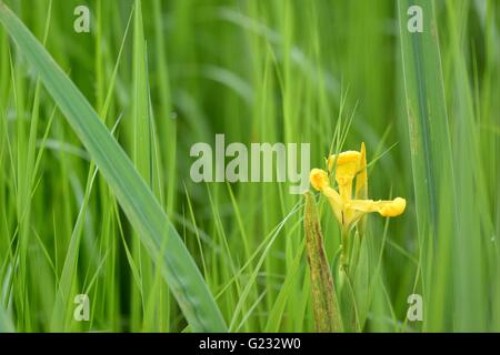 Eriskirch, Germania. 22 Maggio, 2016. Un giallo (iris Iris pseudacorus) blumi dal lago di Costanza a canne in Eriskirch, Germania, 22 maggio 2016. Le iridi bloom sul Lago di Costanza da metà maggio a metà giugno. Foto: FELIX KAESTLE/dpa/Alamy Live News Foto Stock