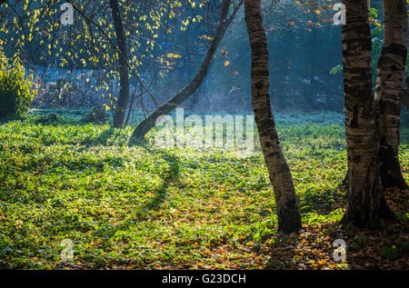 Insolita tronchi di alberi in una radura Foto Stock