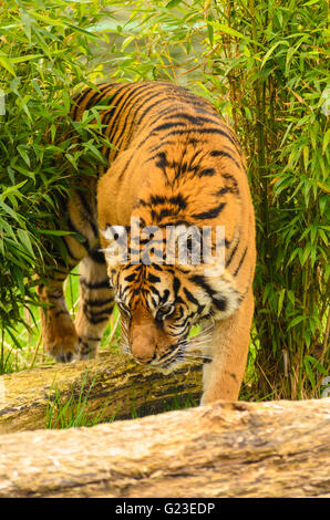 La tigre di Sumatra (Panthera tigris sumatrae) prese in condizioni controllate a Wildlife Heritage Foundation Smarden Kent Foto Stock