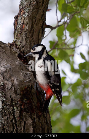 Picchio rosso maggiore su un albero. Foto Stock