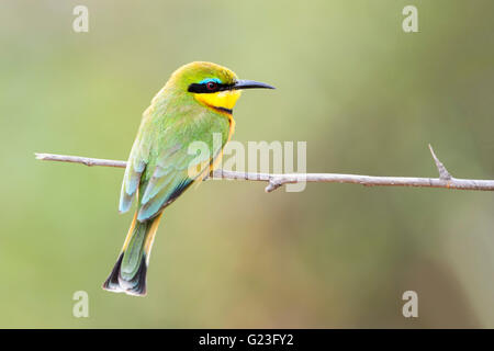 Apetta-eater (merops pusillus) appollaiate su ramoscello, Kruger National Park, Sud Africa Foto Stock