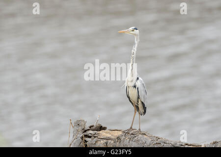 Airone cenerino (airone cinerino (Ardea cinerea), Kruger National Park, Sud Africa e Africa Foto Stock