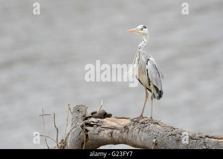 Airone cenerino (airone cinerino (Ardea cinerea), Kruger National Park, Sud Africa e Africa Foto Stock