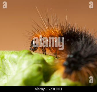 Giardino tiger caterpillar seduto su una foglia, Regno Unito retro giardino macro Foto Stock