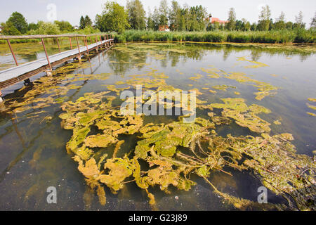 Fioritura di alghe nel lago in Baviera Foto Stock