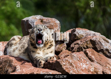 Una sonnolenta di Snow Leopard giacente in alto sulle rocce di crogiolarvi al sole primaverile al sud laghi Zoo in Cumbria. Foto Stock