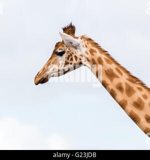 Square raccolto di una giraffa presso i Laghi del Sud Zoo in Cumbria. Foto Stock