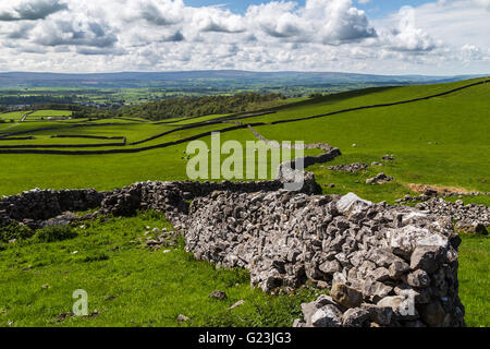 Tradizionali pareti in pietra sulle colline di Noth Yorkshire, visto lungo le cascate Ingleton trail durante la primavera. Foto Stock