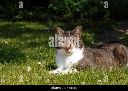 Tabby cat in seduta pezzata al sole o all'ombra in un giardino. Foto Stock