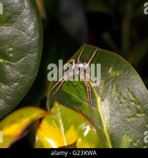 Aureolus Philodromus - maschio in esecuzione il ragno granchio. Foto Stock