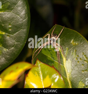 Aureolus Philodromus - maschio in esecuzione il ragno granchio. Foto Stock