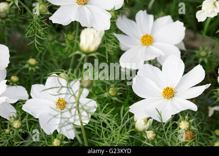 Bianco Garden cosmos fiori, Cosmos bipinnatus o Messicana di sfondo aster Foto Stock