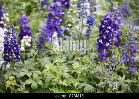 Viola larkspur fiori, Delphinium elatum Foto Stock