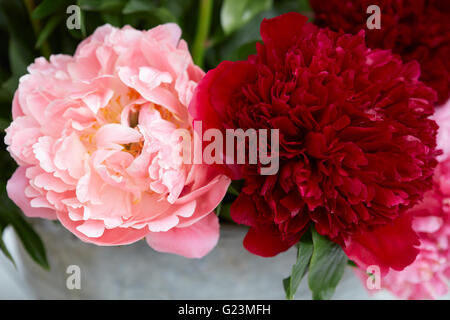 Due peonia Fiori in rosso e colori rosa con foglie Foto Stock