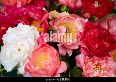 Peonia Fiori in rosso, rosa e bianco colori sullo sfondo Foto Stock