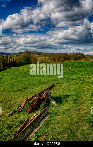 Le mucche pascolano sotto le nuvole di primavera in countrydie sopra comune Breinton vicino a Hereford, un soggetto dipinta da Brian Hatton Foto Stock