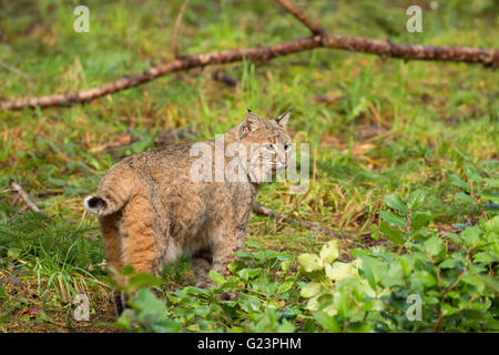 Lynx, Northwest Trek Wildlife Park, Washington Foto Stock