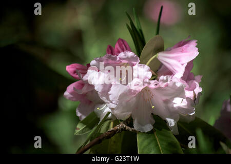 RHODODENDRON 'Loderi diamante rosa" Foto Stock