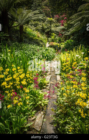 Il subtropicale Trebah Gardens in Cornovaglia. Foto Stock