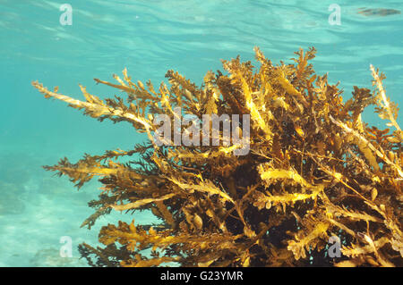 Alghe brune in acque molto basse Foto Stock