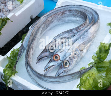 Lepidopus caudatus, pesce bandiera in italiano, al mercato del pesce,Napoli Foto Stock