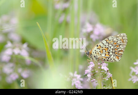 Farfalla monarca avanzamento sul fiore Foto Stock