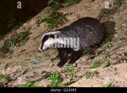 Adulto badger su hedgebank set. Dorset, Regno Unito Luglio 2015 Foto Stock