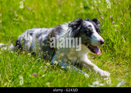 Di razza Border Collie ritratto Foto Stock