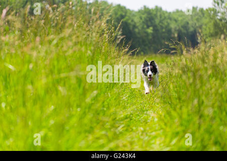 Border Collie in erba in esecuzione e la formazione Foto Stock