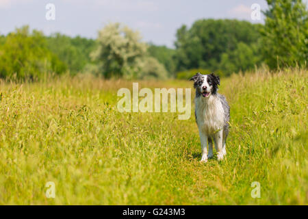 Border Collie, blue merle ritratto Foto Stock