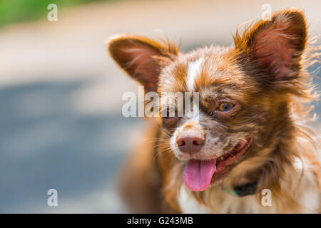 Simpatico ritratto Chihuahua in erba Foto Stock