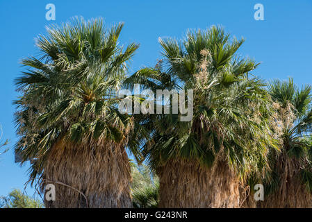 Le cime di alberi di palma contro un cielo blu Foto Stock