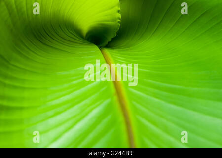 Un nuovo arricciato banana leaf. Foto Stock