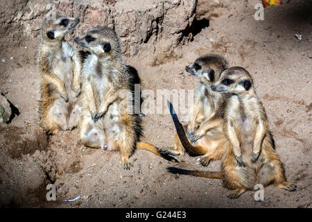 Quattro esili Meerkats codato seduto a terra (suricata suricatta) Foto Stock