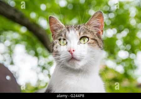 Curioso cat ritratto sotto agli alberi Foto Stock