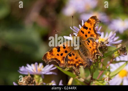 Una virgola butterfly (Polygonia c-album) su Aster fiori. Foto Stock