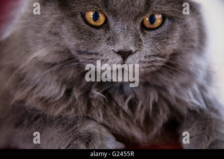 Close up di un grigio cat longhaired del viso. Foto Stock
