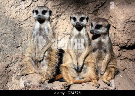 Tre slanciate Tailed Meerkats seduto su una roccia (suricata suricatta) Foto Stock