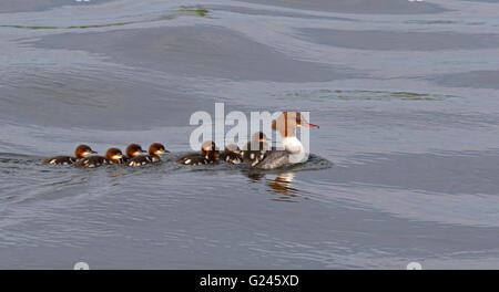 Merganser/Goosander, femmina con anatroccoli che nuotano in linea Foto Stock