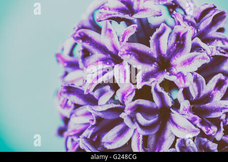 Wet comune Giardino olandese Giacinto (Hyacinthus orientalis) con goccioline di acqua Foto Stock